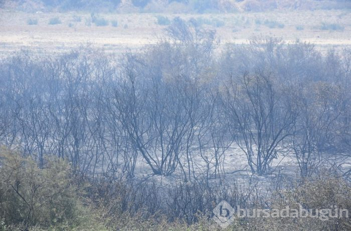 Manisa'da yaklaşık 300 zeytin ağacı yandı