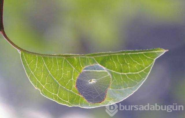 Günün en çok  paylaşılan fotoğrafları (06.08.2019)