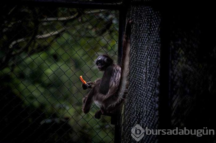 Kolombiya'da kaçakçılıktan kurtarılan hayvanlar
