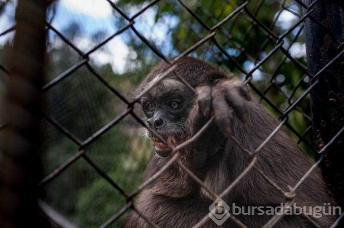 Kolombiya'da kaçakçılıktan kurtarılan hayvanlar
