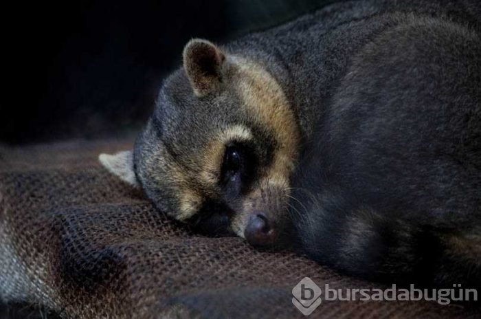Kolombiya'da kaçakçılıktan kurtarılan hayvanlar
