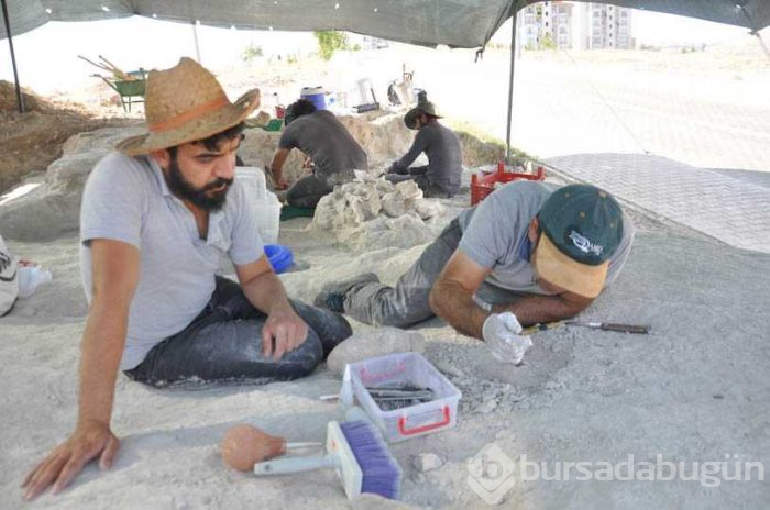 Nevşehir'de milyonlarca yıl öncesine ait birçok fosil ortaya çıktı