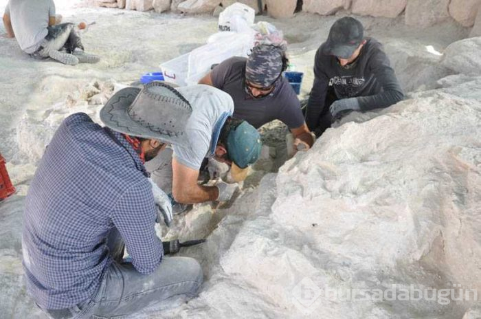 Nevşehir'de milyonlarca yıl öncesine ait birçok fosil ortaya çıktı