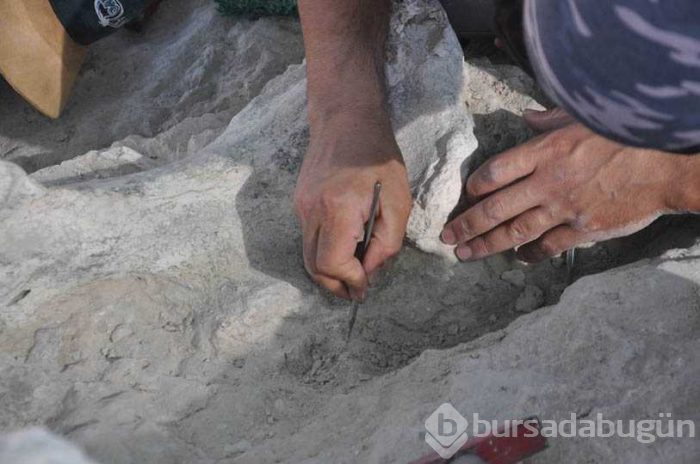 Nevşehir'de milyonlarca yıl öncesine ait birçok fosil ortaya çıktı