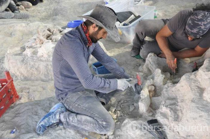 Nevşehir'de milyonlarca yıl öncesine ait birçok fosil ortaya çıktı