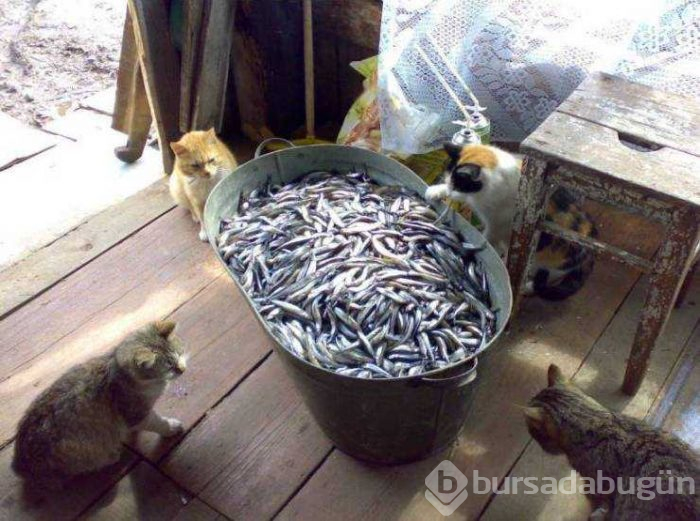 Günün en çok paylaşılan fotoğrafları (07.08.2019)