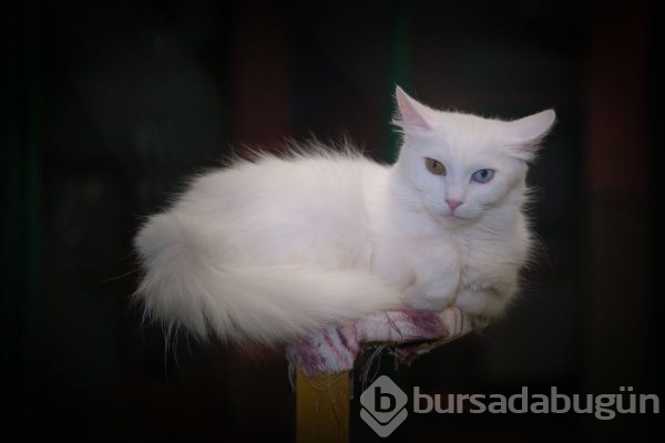 Van kedisi doğumda rekor kırdı! Profesör şaşkına döndü...
