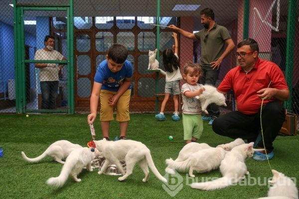 Van kedisi doğumda rekor kırdı! Profesör şaşkına döndü...