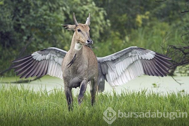 İlk bakışta yanıltan fotoğraflar (Photoshop yok)
