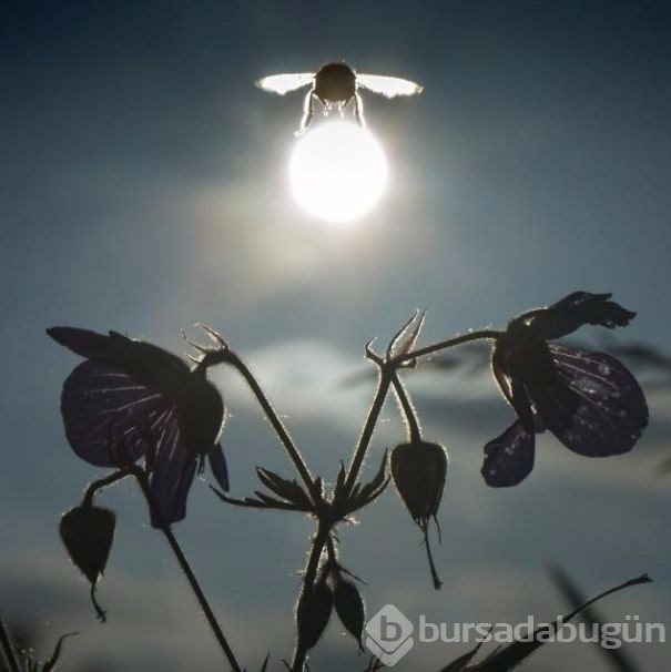 İlk bakışta yanıltan fotoğraflar (Photoshop yok)
