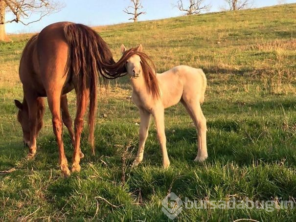 İlk bakışta yanıltan fotoğraflar (Photoshop yok)
