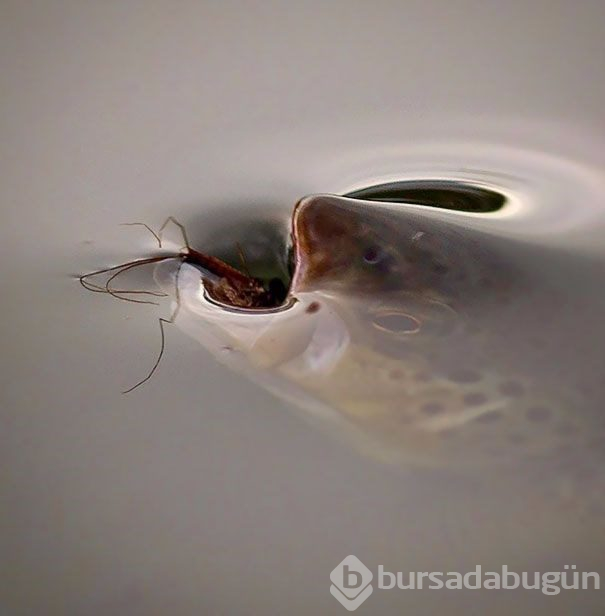 İlk bakışta yanıltan fotoğraflar (Photoshop yok)
