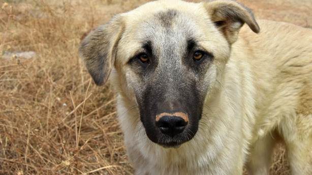Köpeğine uyguladığı şiddet videosunda görülen YouTuber'a haklı tepki veriliyor...