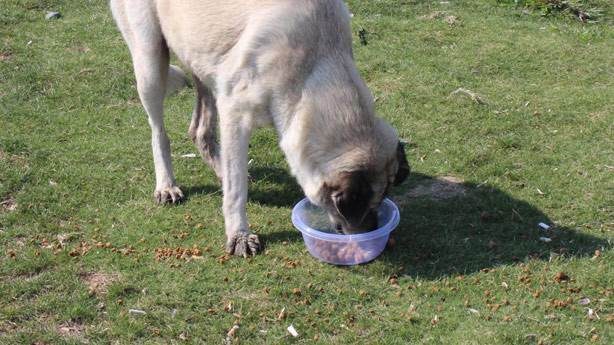 Köpeğine uyguladığı şiddet videosunda görülen YouTuber'a haklı tepki veriliyor...