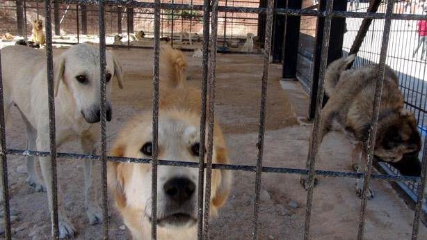 Köpeğine uyguladığı şiddet videosunda görülen YouTuber'a haklı tepki veriliyor...