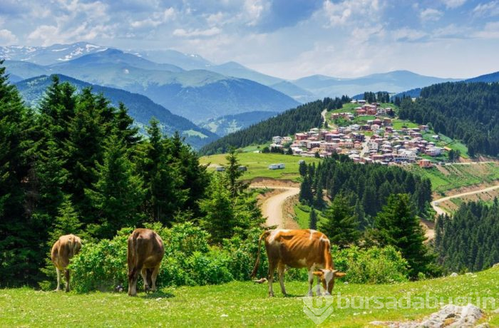 Doğu Karadeniz'in saklı cennetleri görenleri büyülüyor...
