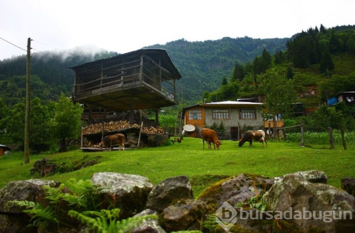 Doğu Karadeniz'in saklı cennetleri görenleri büyülüyor...
