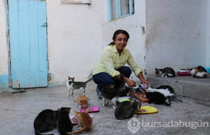 İnanılır gibi değil! 90 tane kedinin bakımını üstlendi
