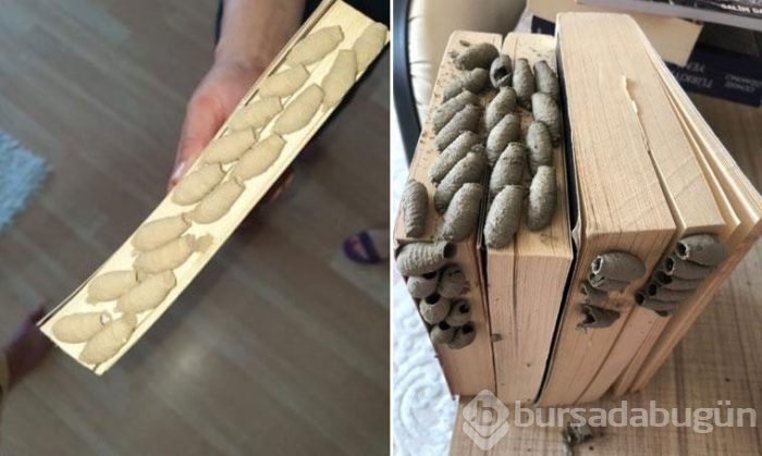 Kitaplarınızı en son ne zaman temizlediniz? Sizin kitaplığınızda da olabilir!
