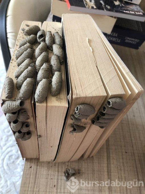 Kitaplarınızı en son ne zaman temizlediniz? Sizin kitaplığınızda da olabilir!
