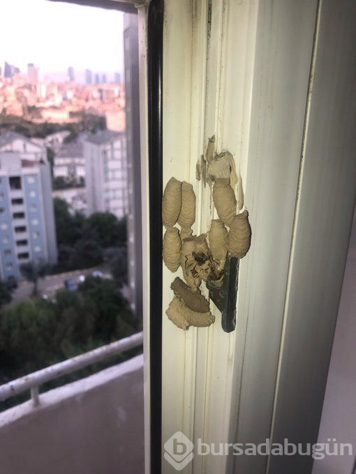Kitaplarınızı en son ne zaman temizlediniz? Sizin kitaplığınızda da olabilir!
