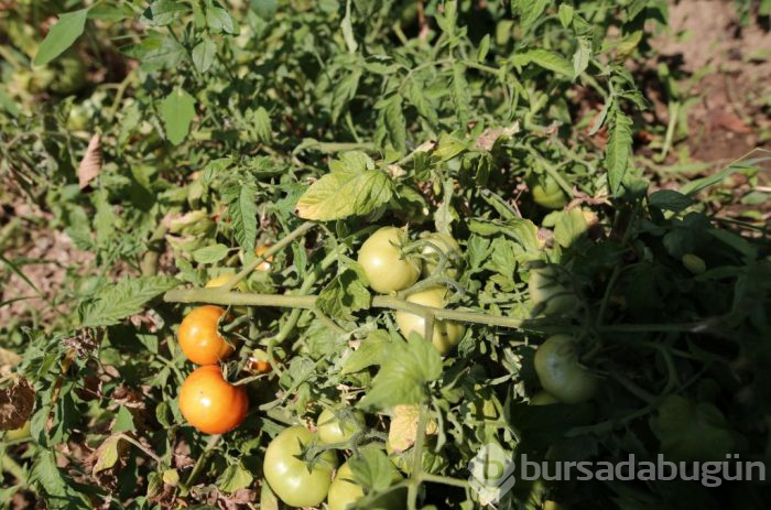 Bu devirde kim bunu yapar? Bursa'da 84 yaşındaki dede: Dua etsinler yeter
