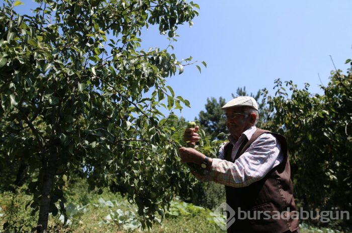 Bu devirde kim bunu yapar? Bursa'da 84 yaşındaki dede: Dua etsinler yeter
