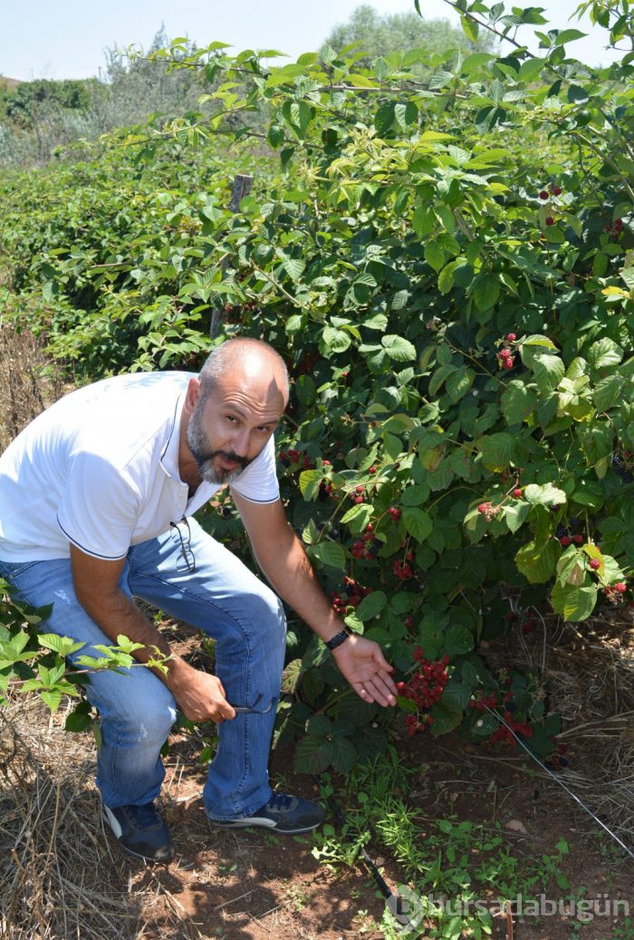 Bursa'da bir dönümden 18 bin lira... Şimdi siparişlere yetişemiyor!
