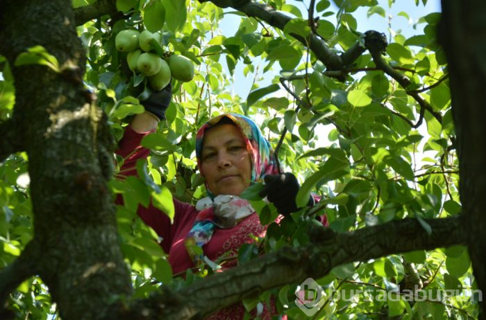 Türkiye'nin yüzde 60'ı Bursa'da üretiliyor! Fiyatıyla yüzleri güldürdü
