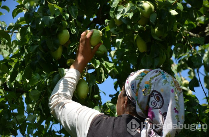 Türkiye'nin yüzde 60'ı Bursa'da üretiliyor! Fiyatıyla yüzleri güldürdü
