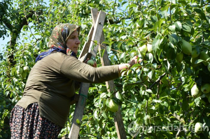 Türkiye'nin yüzde 60'ı Bursa'da üretiliyor! Fiyatıyla yüzleri güldürdü
