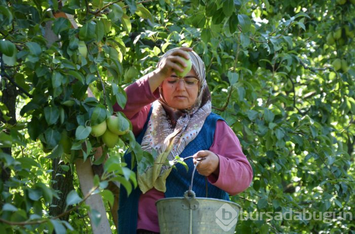 Türkiye'nin yüzde 60'ı Bursa'da üretiliyor! Fiyatıyla yüzleri güldürdü
