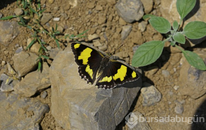 Objektiflere böyle yansıdılar! İşte nadir görülen kelebekler...
