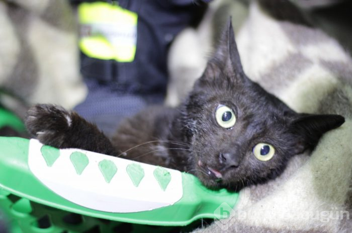 Günlerdir boynundaki kavanozla yaşayan kedi sonunda kurtarıldı
