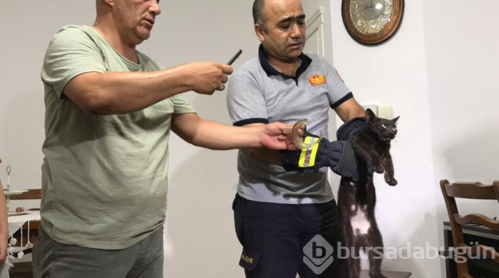 Günlerdir boynundaki kavanozla yaşayan kedi sonunda kurtarıldı
