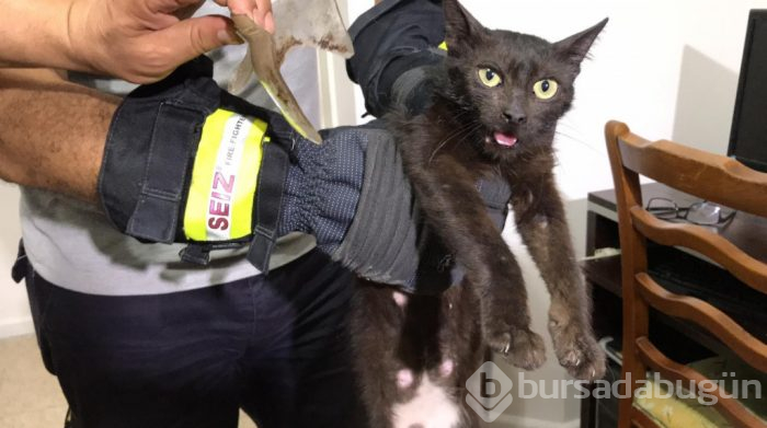 Günlerdir boynundaki kavanozla yaşayan kedi sonunda kurtarıldı
