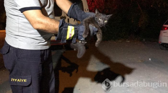 Günlerdir boynundaki kavanozla yaşayan kedi sonunda kurtarıldı
