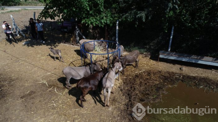 Bursa'ya 81 ilden sipariş yağıyor! Altın kadar kıymetli...
