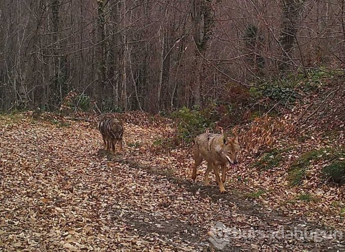 Kastamonu'dan vahşi yaşam fotoğrafları
