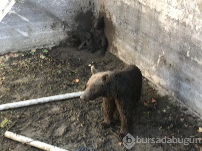 Bursa'da ayı ailesine vinçli kurtarma!
