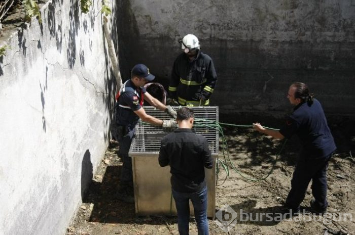 Bursa'da ayı ailesine vinçli kurtarma!
