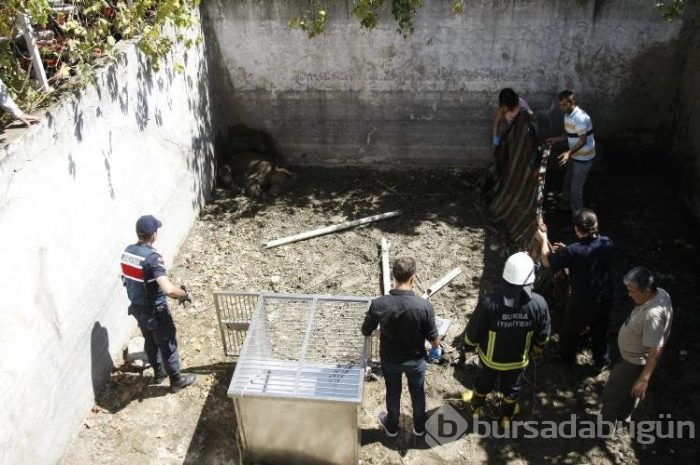 Bursa'da ayı ailesine vinçli kurtarma!
