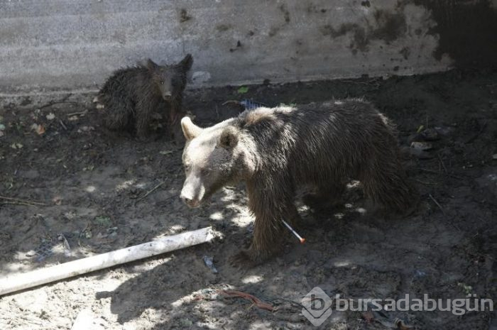 Bursa'da ayı ailesine vinçli kurtarma!
