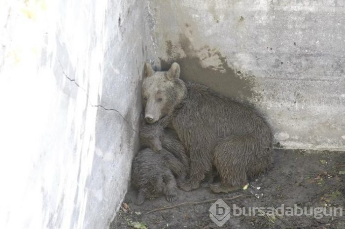 Bursa'da ayı ailesine vinçli kurtarma!
