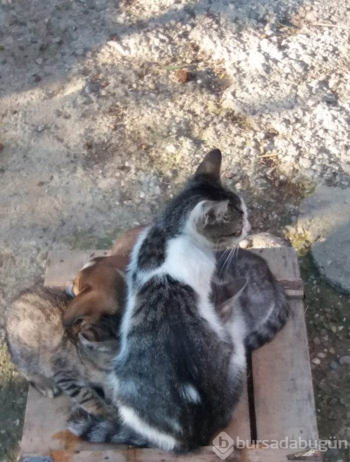 Hayvan deyip geçmeyin... Yürekleri ısıtan haber Bursa'dan!
