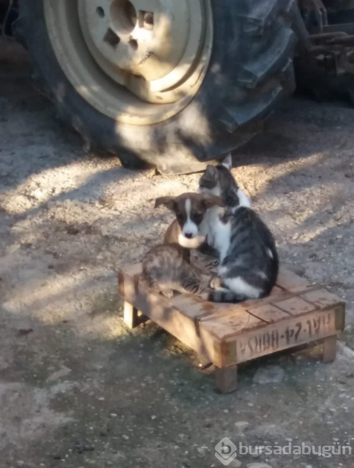 Hayvan deyip geçmeyin... Yürekleri ısıtan haber Bursa'dan!
