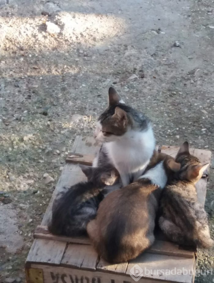 Hayvan deyip geçmeyin... Yürekleri ısıtan haber Bursa'dan!
