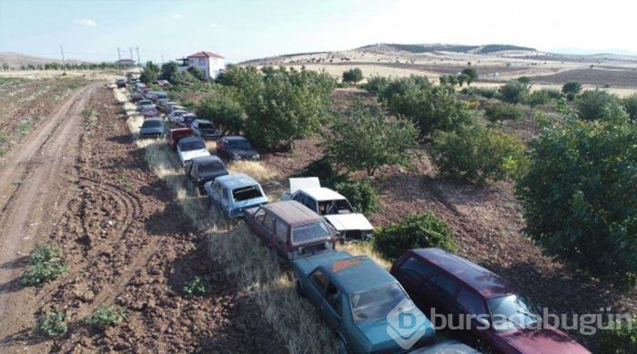 Evinin bahçesinde tam 50 adet var! Görenler şaşırıyor...
