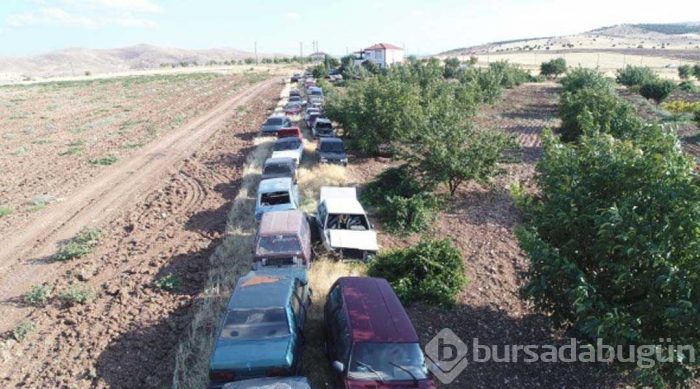 Evinin bahçesinde tam 50 adet var! Görenler şaşırıyor...
