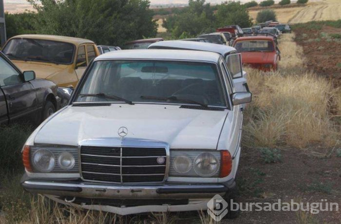 Evinin bahçesinde tam 50 adet var! Görenler şaşırıyor...
